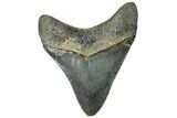 Serrated, Juvenile Megalodon Tooth - North Carolina #307314-1